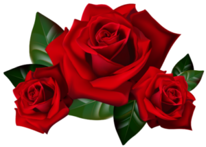 roze-cora's-dream-flouwer