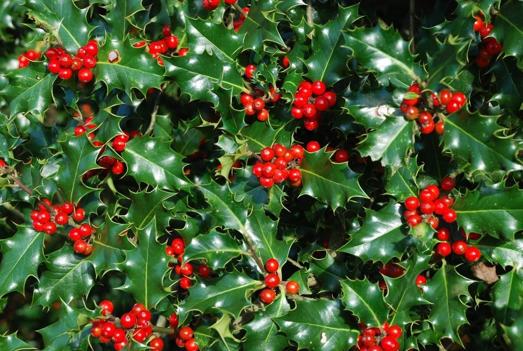 hulst kerst
